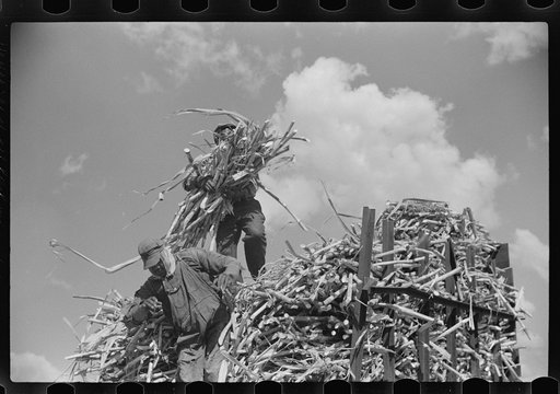 Untitled photo, possibly related to: Harvesting sugarcane, United States Sugar Corporation, Clewiston, Florida