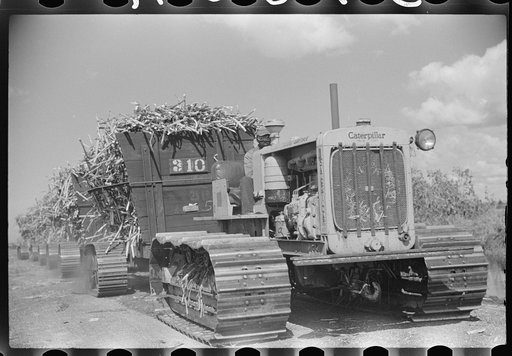Harvesting sugarcane, United States Sugar Corporation, Clewiston, Florida