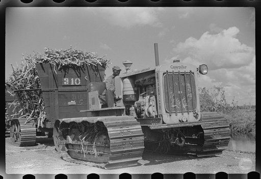 Untitled photo, possibly related to: Harvesting sugarcane, United States Sugar Corporation, Clewiston, Florida