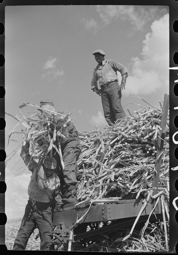 Harvesting sugarcane, United States Sugar Corporation, Clewiston, Florida