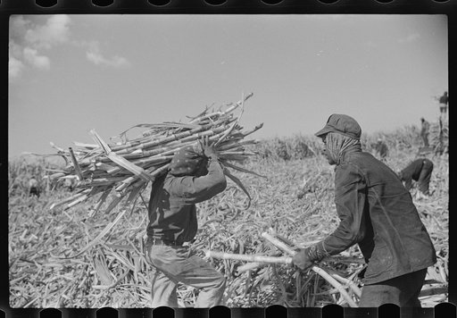 Harvesting sugarcane, United States Sugar Corporation, Clewiston, Florida