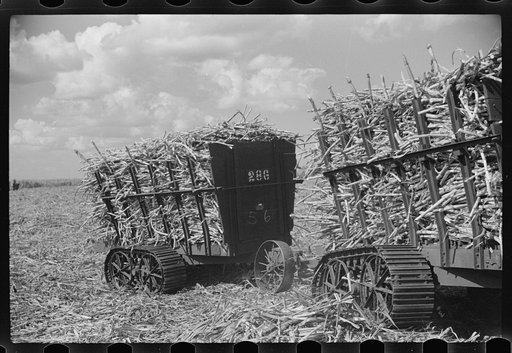 Harvesting sugarcane, United States Sugar Corporation, Clewiston, Florida
