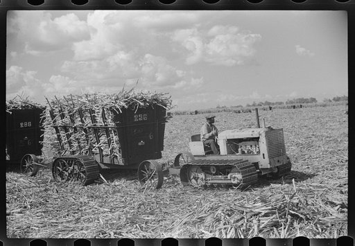 Harvesting sugarcane, United States Sugar Corporation, Clewiston, Florida