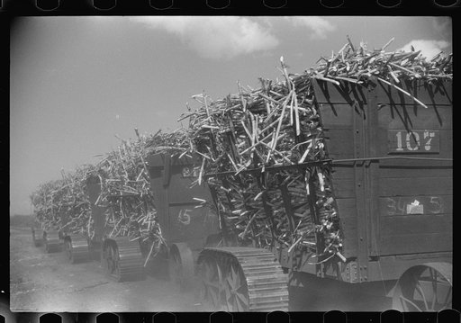 Untitled photo, possibly related to: Harvesting sugarcane, United States Sugar Corporation, Clewiston, Florida