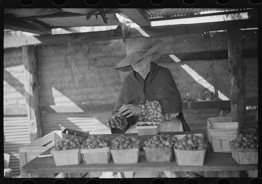 Strawberry pickers near Lakeland, Florida (see general captions no. 3 and no. 4)