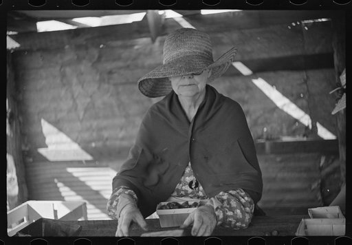 Untitled photo, possibly related to: Strawberry pickers near Lakeland, Florida (see general captions no. 3 and no. 4)