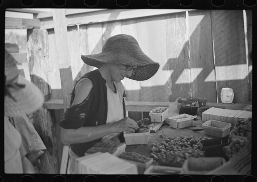 Strawberry pickers near Lakeland, Florida (see general captions no. 3 and no. 4)