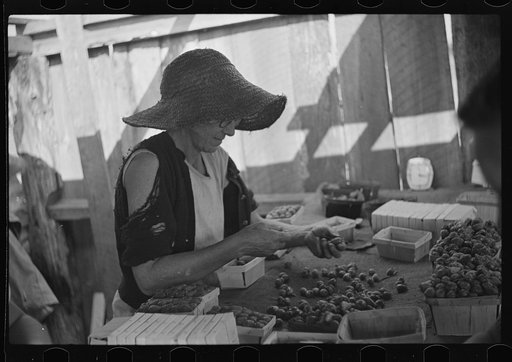 Untitled photo, possibly related to: Strawberry pickers near Lakeland, Florida (see general captions no. 3 and no. 4)