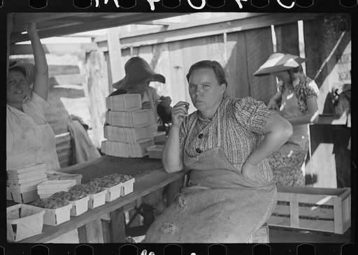 Strawberry pickers near Lakeland, Florida (see general captions no. 3 and no. 4)