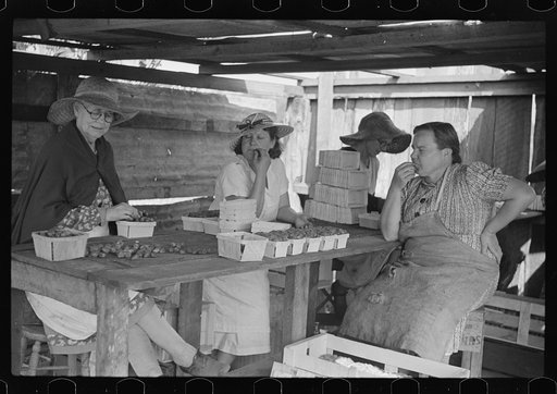 Strawberry pickers near Lakeland, Florida (see general captions no. 3 and no. 4)