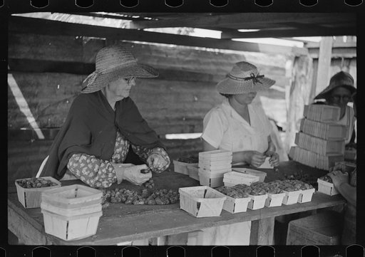 Untitled photo, possibly related to: Strawberry pickers near Lakeland, Florida (see general captions no. 3 and no. 4)