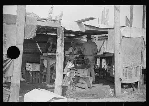 Untitled photo, possibly related to: Strawberry pickers near Lakeland, Florida (see general captions no. 3 and no. 4)