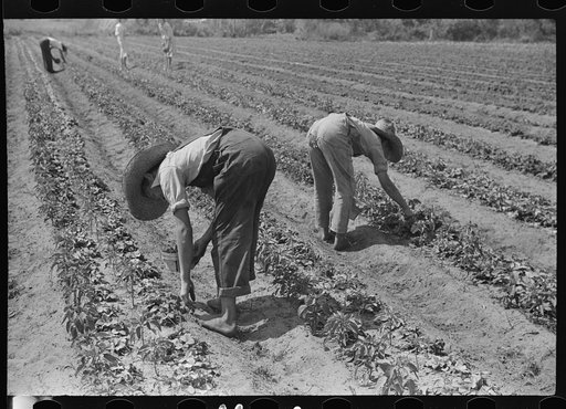 Strawberry pickers near Lakeland, Florida (see general captions no. 3 and no. 4)
