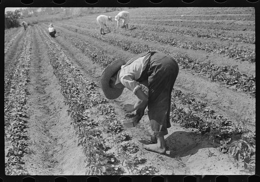 Untitled photo, possibly related to: Strawberry pickers near Lakeland, Florida (see general captions no. 3 and no. 4)