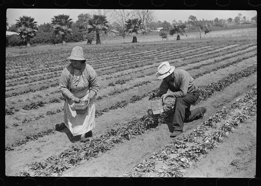 Strawberry pickers near Lakeland, Florida (see general captions no. 3 and no. 4)