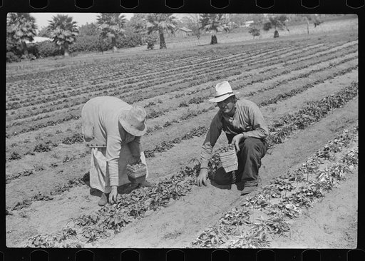 Untitled photo, possibly related to: Strawberry pickers near Lakeland, Florida (see general captions no. 3 and no. 4)