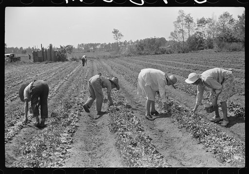 Strawberry pickers near Lakeland, Florida (see general captions no. 3 and no. 4)
