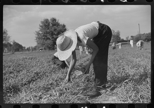Untitled photo, possibly related to: Strawberry pickers near Lakeland, Florida (see general captions no. 3 and no. 4)