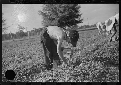 Untitled photo, possibly related to: Strawberry pickers near Lakeland, Florida (see general captions no. 3 and no. 4)