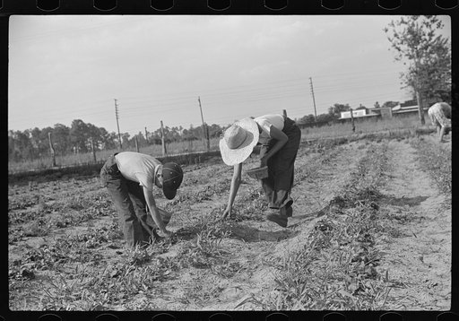 Untitled photo, possibly related to: Strawberry pickers near Lakeland, Florida (see general captions no. 3 and no. 4)