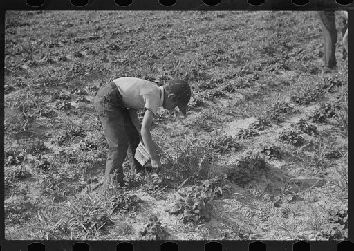 Untitled photo, possibly related to: Strawberry pickers near Lakeland, Florida (see general captions no. 3 and no. 4)