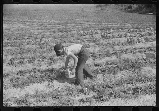 Strawberry pickers near Lakeland, Florida (see general captions no. 3 and no. 4)