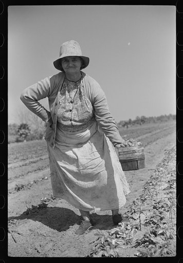 Strawberry pickers near Lakeland, Florida (see general captions no. 3 and no. 4)