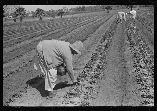 Untitled photo, possibly related to: Strawberry pickers near Lakeland, Florida (see general captions no. 3 and no. 4)