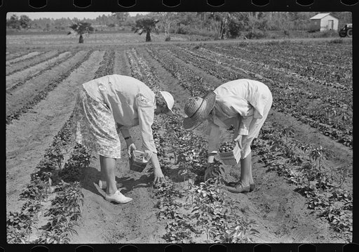 Strawberry pickers near Lakeland, Florida (see general captions no. 3 and no. 4)