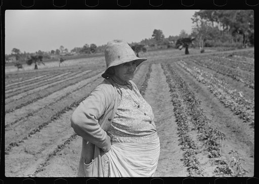 Strawberry pickers near Lakeland, Florida (see general captions no. 3 and no. 4)