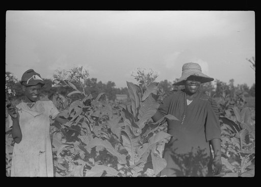 Untitled photo, possibly related to: Pauline Clyburn's children, rehabilitation borrowers, coming out of field, Manning, Clarendon County, South Carolina