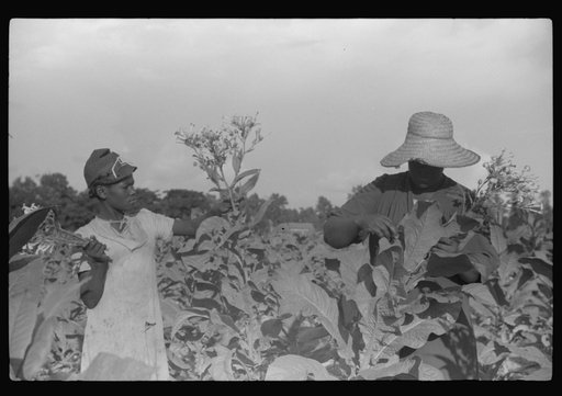Untitled photo, possibly related to: Pauline Clyburn's children, rehabilitation borrowers, coming out of field, Manning, Clarendon County, South Carolina