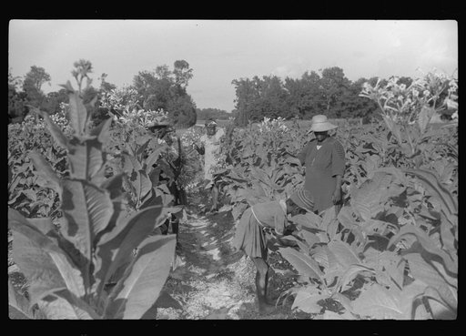 Untitled photo, possibly related to: Pauline Clyburn's children, rehabilitation borrowers, coming out of field, Manning, Clarendon County, South Carolina
