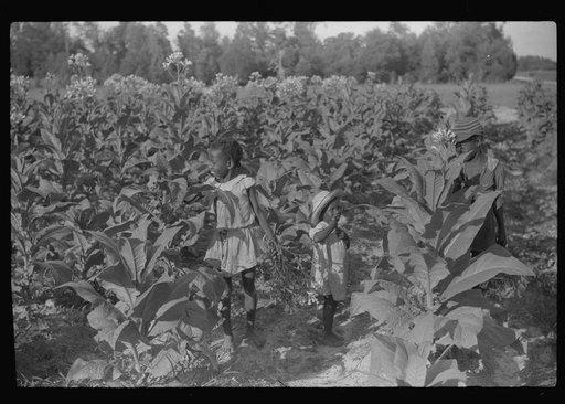 Untitled photo, possibly related to: Pauline Clyburn's children, rehabilitation borrowers, coming out of field, Manning, Clarendon County, South Carolina
