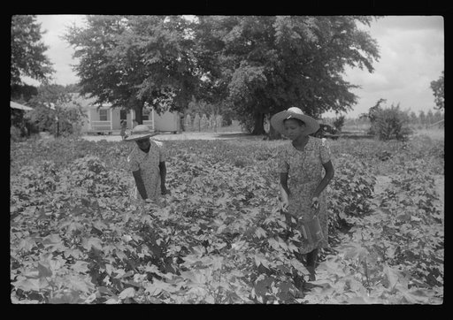 Children of Frederick Oliver, tenant purchase borrower, picking squares in cotton field. Summerton, South Carolina