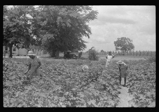 Untitled photo, possibly related to: Children of Frederick Oliver, tenant purchase borrower, picking squares in cotton field. Summerton, South Carolina