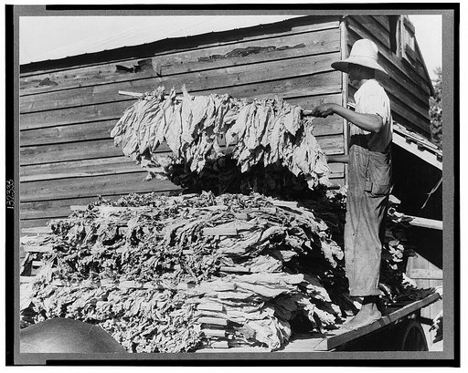 Sharecropper family near Manning, South Carolina. One of the sons is "putting in" tobacco