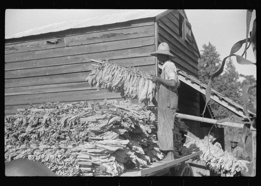 Untitled photo, possibly related to: Sharecropper family near Manning, South Carolina. One of the sons is "putting in" tobacco