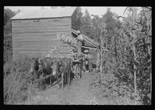Untitled photo, possibly related to: Sharecropper family near Manning, South Carolina. One of the sons is "putting in" tobacco