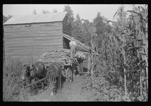 Untitled photo, possibly related to: Sharecropper family near Manning, South Carolina. One of the sons is "putting in" tobacco
