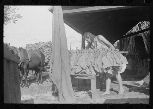 Untitled photo, possibly related to: Sharecropper family, near Manning, South Carolina, tying tobacco