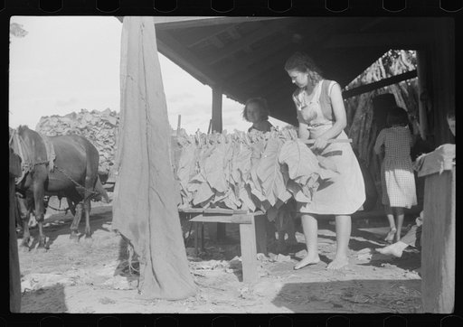 Sharecropper family, near Manning, South Carolina, tying tobacco