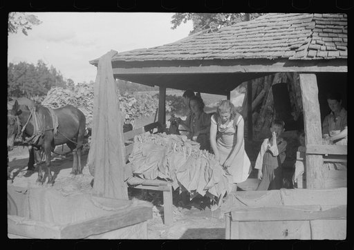 Sharecropper family, near Manning, South Carolina, tying tobacco
