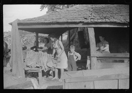 Untitled photo, possibly related to: Sharecropper family, near Manning, South Carolina, tying tobacco