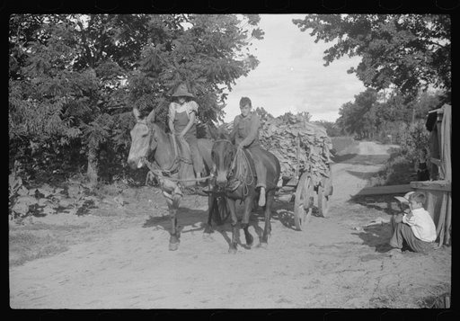 Sharecropper's children bringing tobacco in from field, near Manning, South Carolina