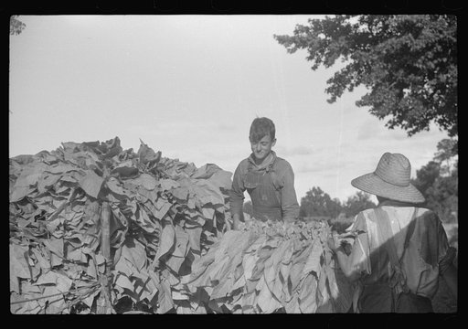Sharecropper's children tying tobacco, near Manning, South Carolina