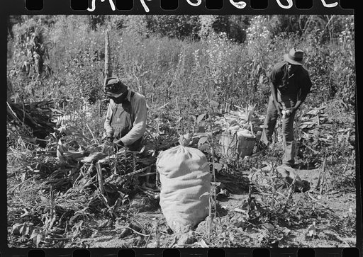 Untitled photo, possibly related to: Negro sharecropper and two wagehands shucking corn for the landlord, a white woman. On road to Cedar Grove, west of highway No. 14, Orange County, North Carolina