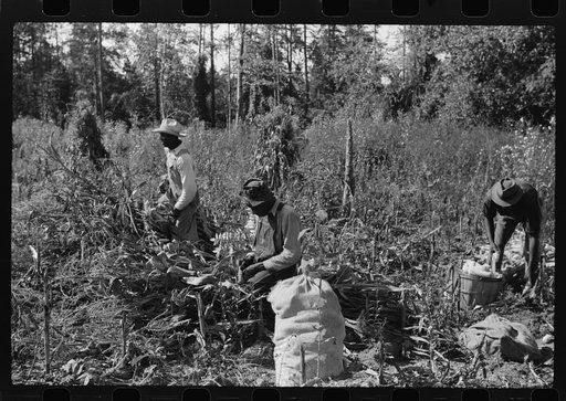 Untitled photo, possibly related to: Negro sharecropper and two wagehands shucking corn for the landlord, a white woman. On road to Cedar Grove, west of highway No. 14, Orange County, North Carolina