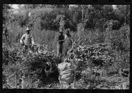 Untitled photo, possibly related to: Negro sharecropper and two wagehands shucking corn for the landlord, a white woman. On road to Cedar Grove, west of highway No. 14, Orange County, North Carolina