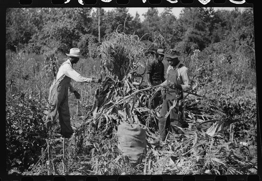 Untitled photo, possibly related to: Negro sharecropper and two wagehands shucking corn for the landlord, a white woman. On road to Cedar Grove, west of highway No. 14, Orange County, North Carolina
